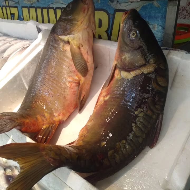 Munzur Balıkçısı 